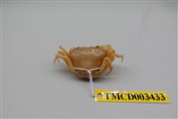 藏品(多毛澤蟹)的圖片